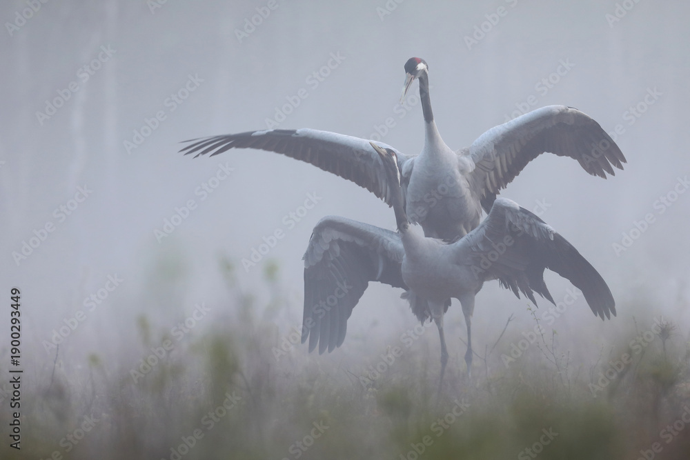 Fototapeta premium Żuraw (Grus grus), crane
