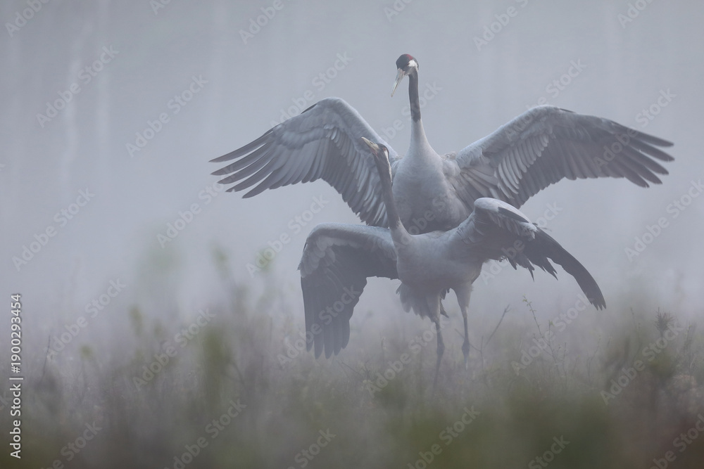 Fototapeta premium Żuraw (Grus grus), crane