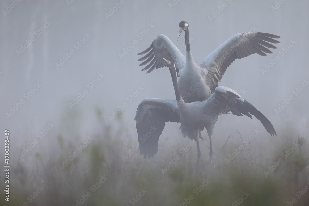 Fototapeta premium Żuraw (Grus grus), crane