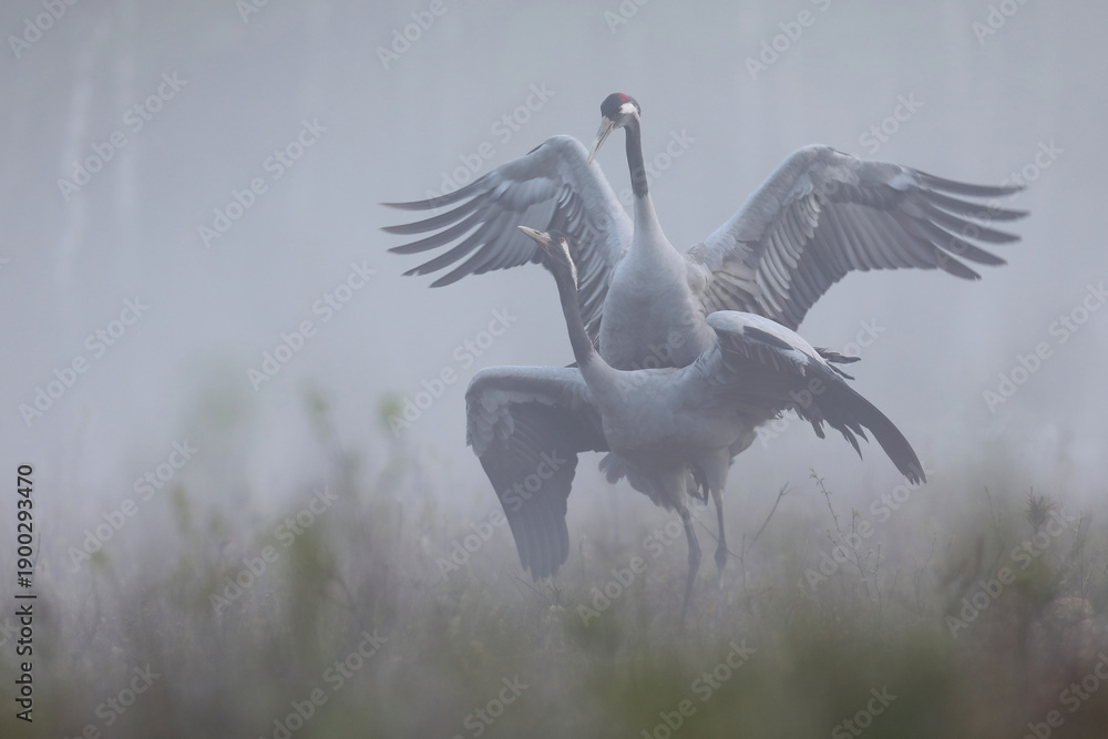 Fototapeta premium Żuraw (Grus grus), crane