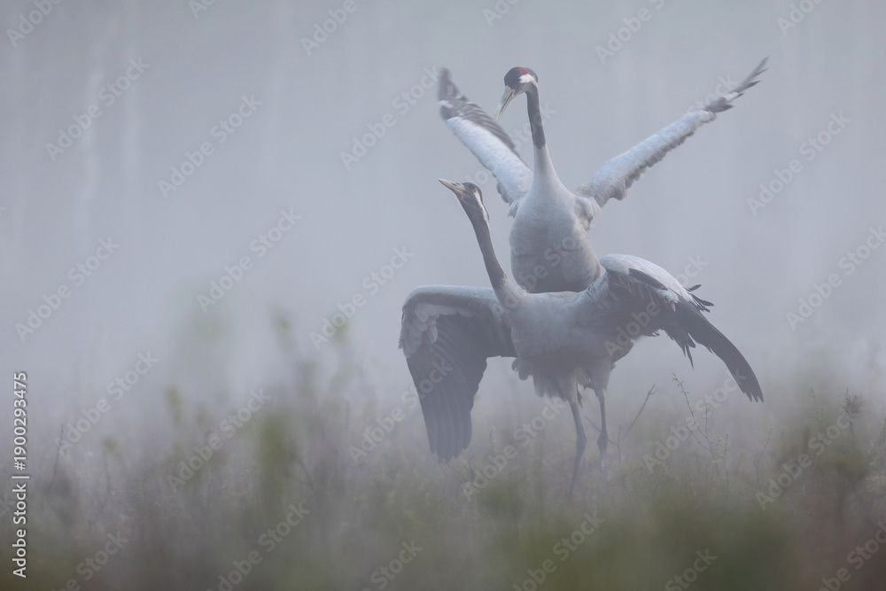 Fototapeta premium Żuraw (Grus grus), crane