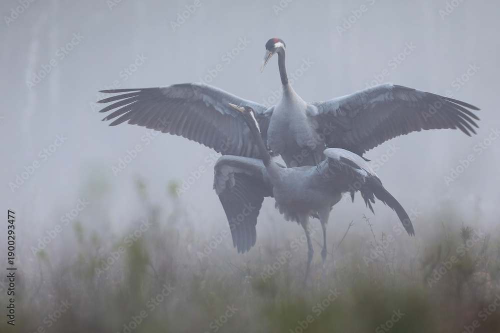 Naklejka premium Żuraw (Grus grus), crane