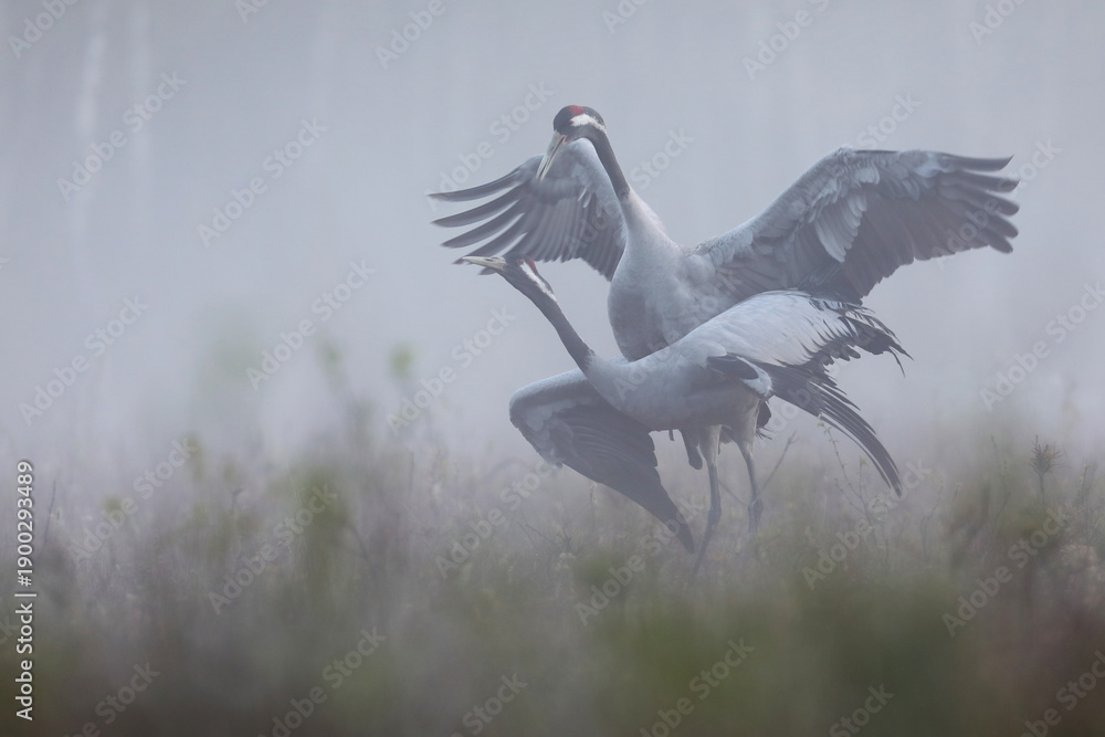 Fototapeta premium Żuraw (Grus grus), crane