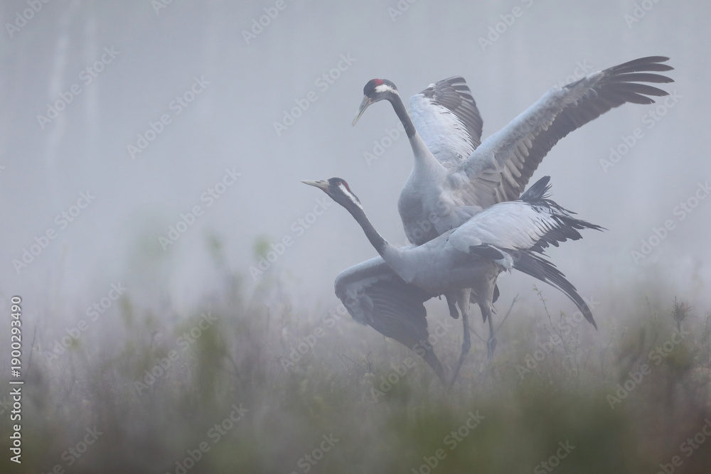 Fototapeta premium Żuraw (Grus grus), crane