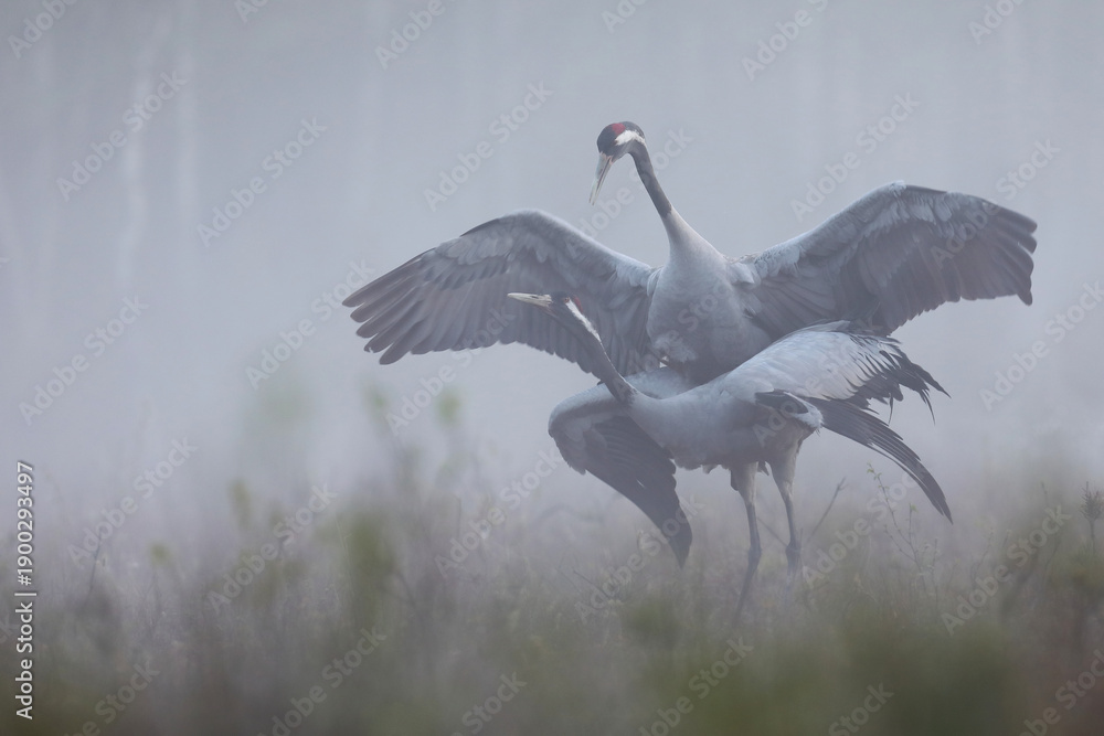 Fototapeta premium Żuraw (Grus grus), crane