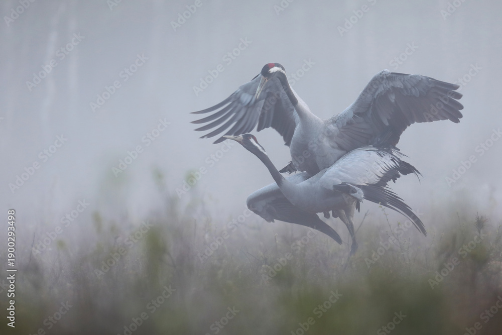 Obraz premium Żuraw (Grus grus), crane