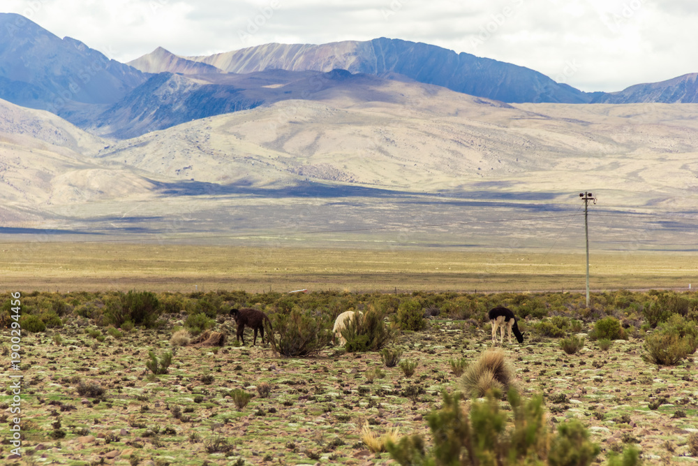 Obraz premium Llamas at Tomave - Potosi, Bolivia
