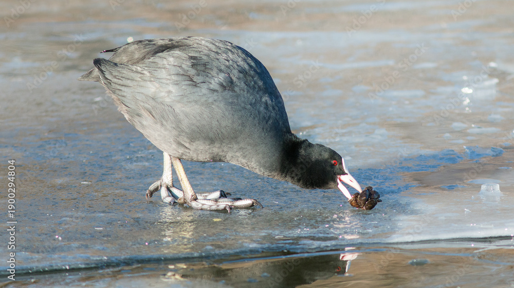 Fototapeta premium great crested grebe