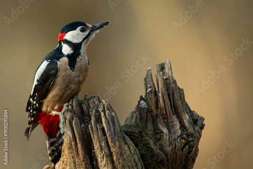 Great spotted woodpecker (Dendrocopos major) perched on an old, textured tree trunk in a natural forest habitat.