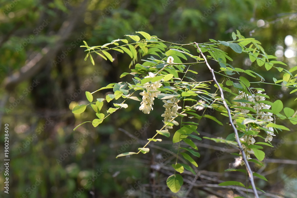 Fototapeta premium White acacia flowers on the branches of a tree in the forest