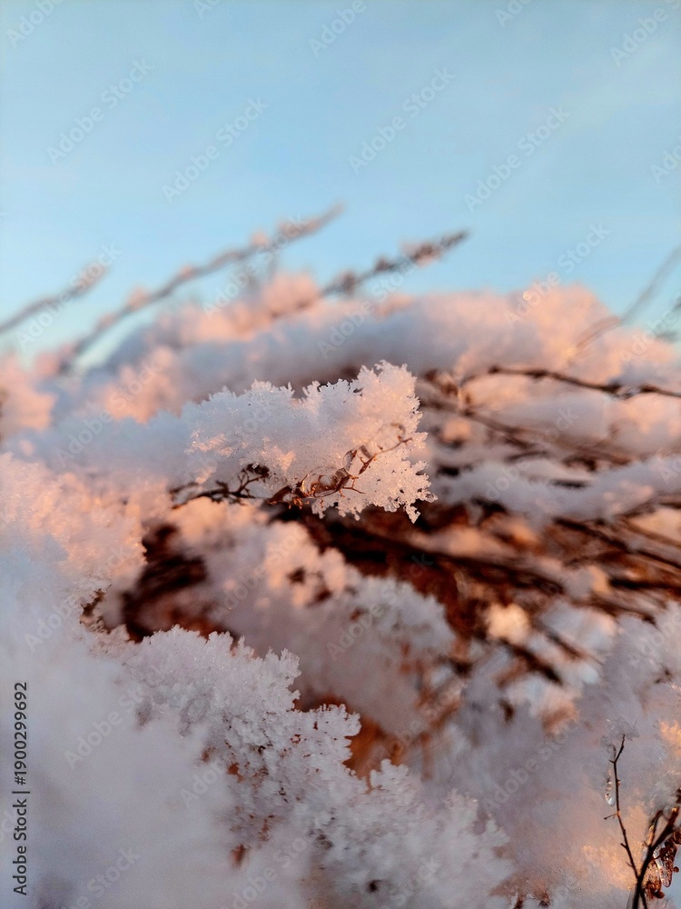 Obraz premium snow covered branches