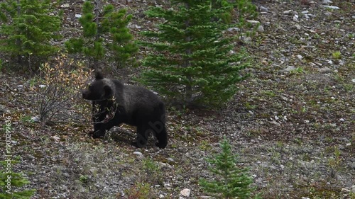 Wallpaper Mural Grizzly bear in the wild Torontodigital.ca