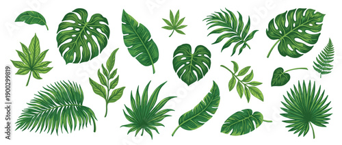 Green Tropical Leaf Vector Illustration Set with Monstera and Palm Foliage for Summer Nature Graphic Design Isolated on White Background