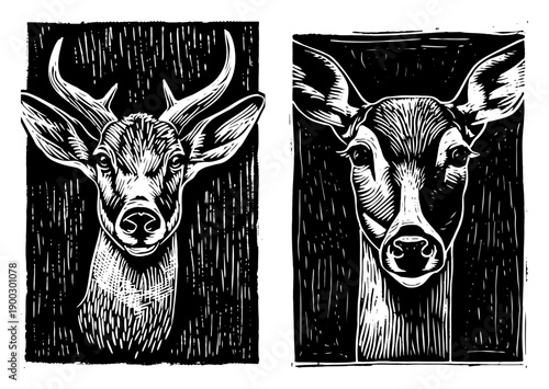 Two black and white woodcut style portraits of a stag and a doe