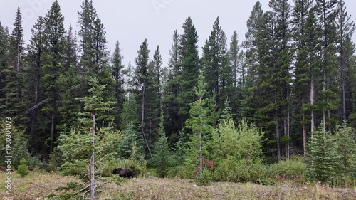 Wallpaper Mural Grizzly bear in the wild Torontodigital.ca