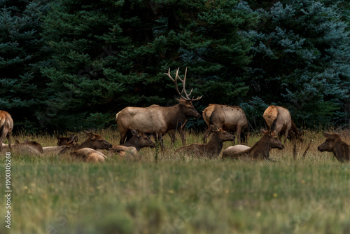 Male elk along a femal herd