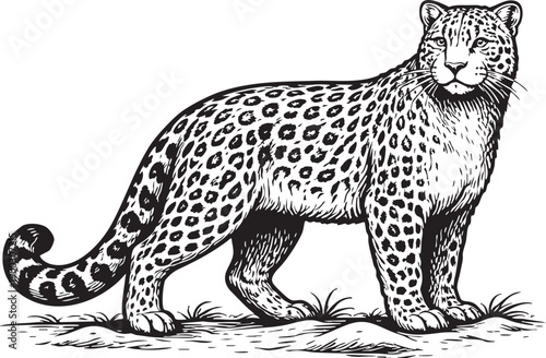 Amur leopard Russian Far East temperate forest standing conservation illustration for wildlife education and eco packaging