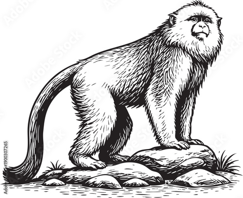 Golden snub-nosed monkey China mountain forest standing conservation illustration for wildlife education and eco packaging