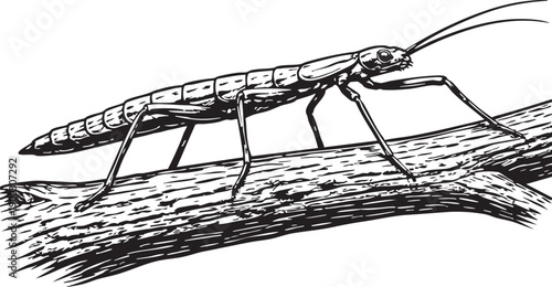 Lord Howe Island Stick Insect Walking on Branch Endemic Island Habitat Conservation Illustration for Eco Design