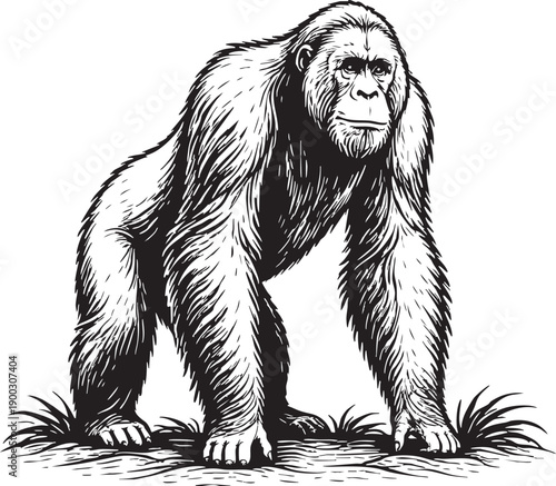 Tapanuli Orangutan Standing in Tropical Rainforest Sumatra Conservation Illustration for Wildlife Packaging