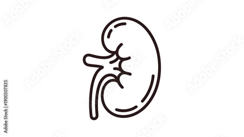 Simple line drawing of a human kidney showcasing internal structure