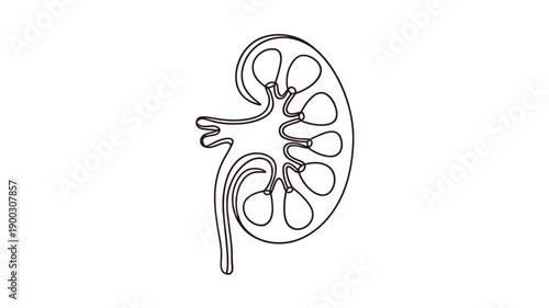 Detailed illustration of a human kidney showcasing internal structures