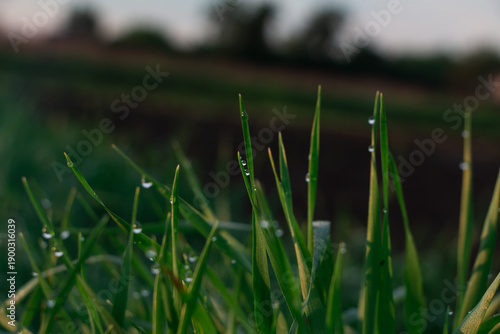 Dew or rain drops on fresh green wheat on sunrise. Nice bokeh effect of early morning golden hour. Meditation of plants birds and insects. Sun glares in a village. Kyiv, Ukraine. High resolution.	