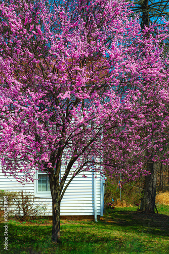 Cherry Blossom Yard