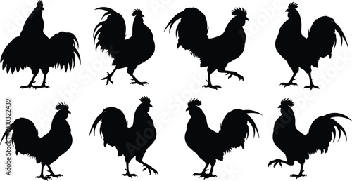 Vector, black, silhouette, illustration, set, of, various, roosters, and, chickens, in, different, walking, and, standing, poses, for, poultry, farming, livestock, and, rural, agriculture, design