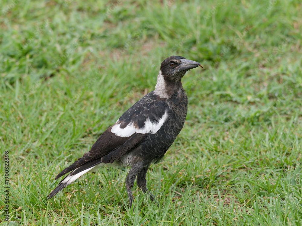 Obraz premium Australian Magpie (Gymnorhina tibicen)standing on green grass