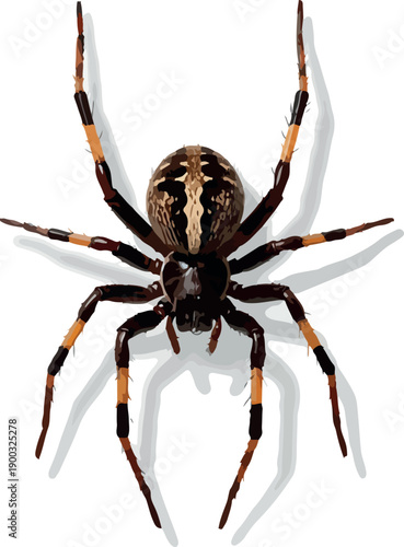 Detailed Vector of a Brown Spider with Orange Stripes Isolated on White