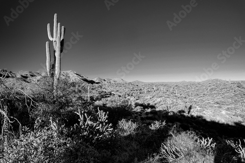 Quadro su tela Desert Landscapes and Sunsets - Sonoran Desert.