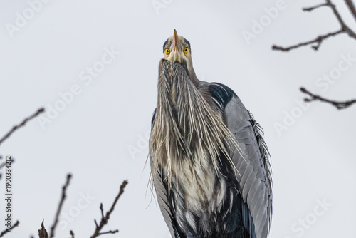 Canvastavla Portrait of a great blue heron perched on a branch, looking down at the camera