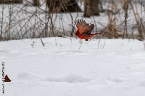 Male northern cardinal in flight over the snow in winter.