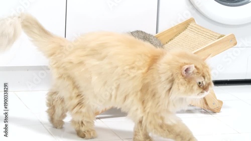 Modern and Clean Laundry Room with Washing Machine, Bright White Tiles, and Wooden Stool, Inviting Space for Fluffy Cats to Play and Explore Their Curious Nature