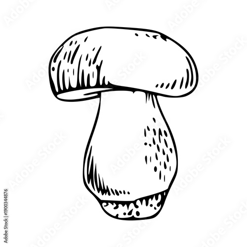 black and white edible mushroom sketch for culinary or forest theme