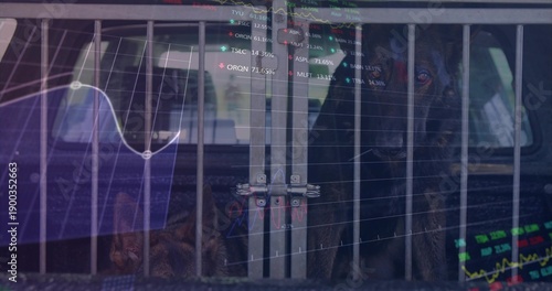 Quadro em tela Sitting two shepherd dogs behind partition in rear cargo, showing latch, headres