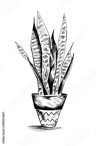 Pen and ink hand-drawn illustration of a snake plant illustrated in a black vintage style with clear background 