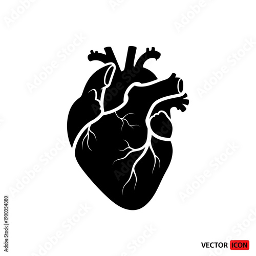 Human Heart Anatomy Silhouette Vector Illustration on White Background.