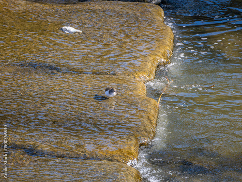 川の堰で餌を探すイソシギ