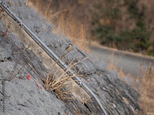 堤防の枯れ草に止まるモズ