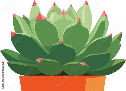 Echeveria Succulent Plant Top View Flat Vector Illustration Isolated on White Background