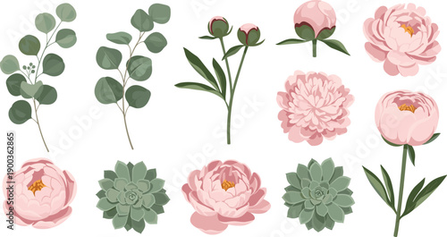 Flat Vector Pink Peony Flowers and Eucalyptus Greenery Set Isolated on White Background
