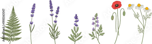 Wildflowers and Herbs Botanical Set, Hand Drawn Flat Vector Illustration Isolated on White