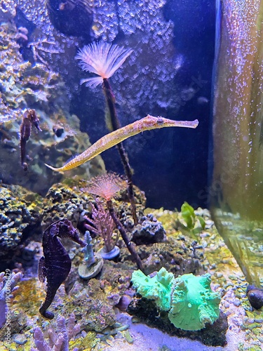 The alligator pipefish or double-ended pipefish (Syngnathoides biaculeatus)