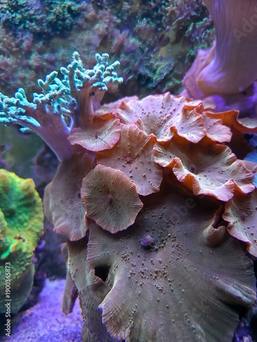 Golden discosoma mushroom soft coral colony 