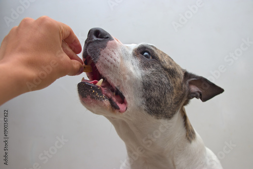 Pitbull dog accepting reward now studio background offered softly encouraging learning discipline health