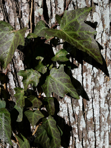 冬枯れの森の散歩。陽だまりが優しい。マムシグサが朱色の実を付けたまま倒れていた。モノトーンの森の中、直射日光を浴びて、マムシグサはひと際鮮やかに目立っていた。森は、あたかも静かな長い眠りについているようだ。歩きつつ空を仰ぎ、足元のシダを眺め、樹木に絡みつく蔦を目で追った。ぐんぐん空に向かって伸びている蔦。誰も居ない森の中。でもたくさんの生命体が息づいている。私も息づいている。