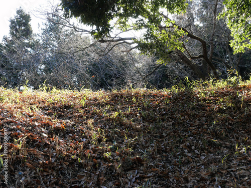 冬枯れの森の散歩。陽だまりが優しい。マムシグサが朱色の実を付けたまま倒れていた。モノトーンの森の中、直射日光を浴びて、マムシグサはひと際鮮やかに目立っていた。森は、あたかも静かな長い眠りについているようだ。歩きつつ空を仰ぎ、足元のシダを眺め、樹木に絡みつく蔦を目で追った。ぐんぐん空に向かって伸びている蔦。誰も居ない森の中。でもたくさんの生命体が息づいている。私も息づいている。