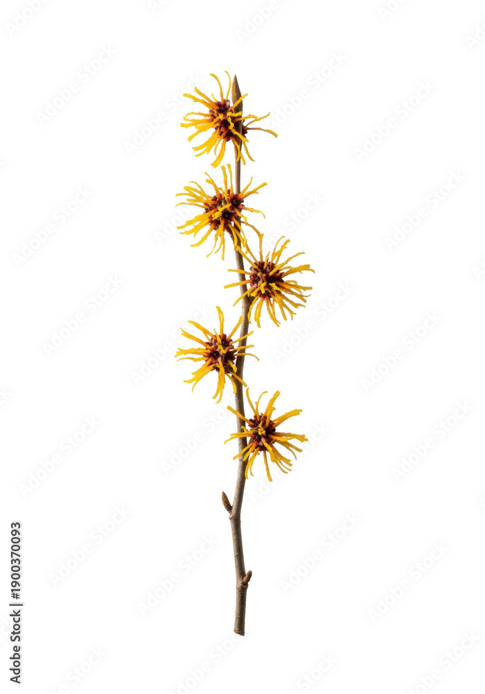 Obraz premium Elegant branch of hamamelis witch hazel with vibrant golden-yellow spidery flowers, dark gnarled bark, isolated against transparent background, concept of scientific botany